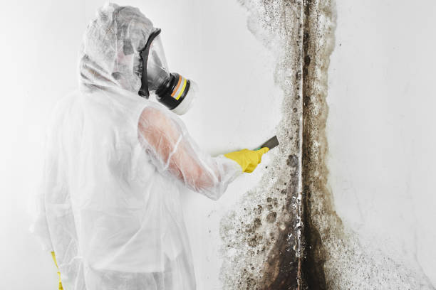 Best Toxic Mold Removal  in West Portsmouth, OH