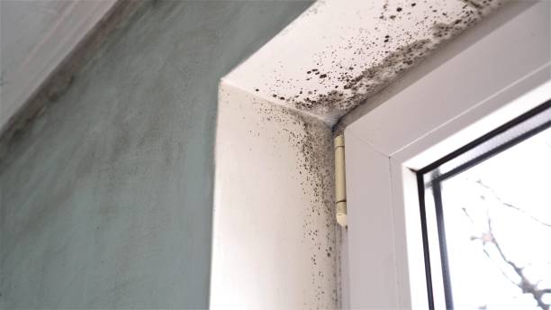 Best Black Mold Removal  in West Portsmouth, OH