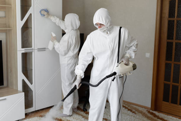 Attic Mold Removal