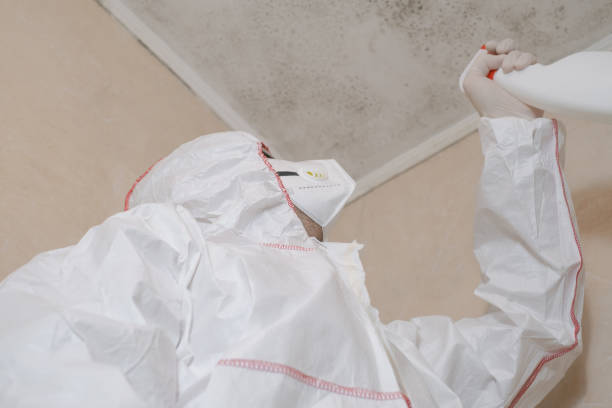 Best Home Mold Removal  in West Portsmouth, OH