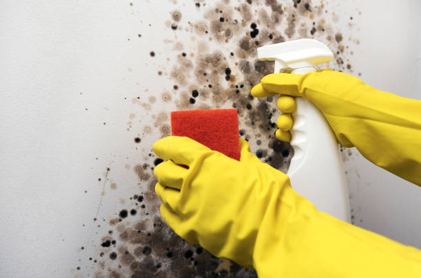 Best Mold Damage Repair  in West Portsmouth, OH