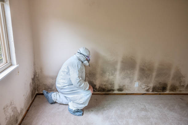 Reliable West Portsmouth, OH Mold Removal Solutions
