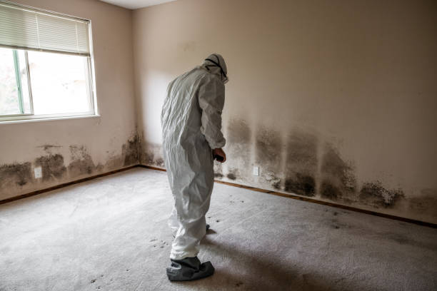 Best Commercial Mold Removal  in West Portsmouth, OH