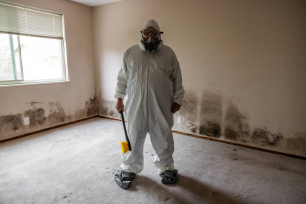 Best Attic Mold Removal  in West Portsmouth, OH