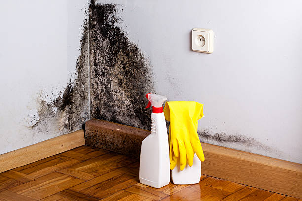 Best Toxic Mold Removal  in West Portsmouth, OH